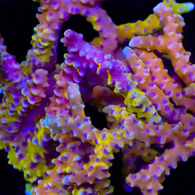 TSA Psychadelic Swirl Grafted Anacropora Coral - TSA Coral