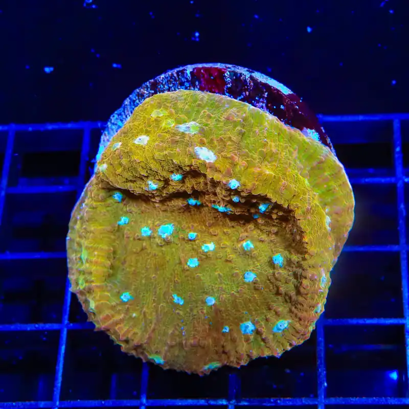 TSA Sugar Cookie Chalice XL Frag Coral - Top Shelf Aquatics