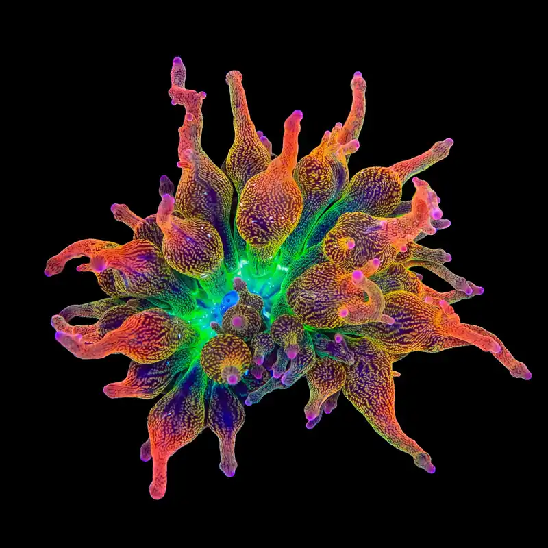 Nexus Blaze Bubble Tip Anemone - TSA Coral