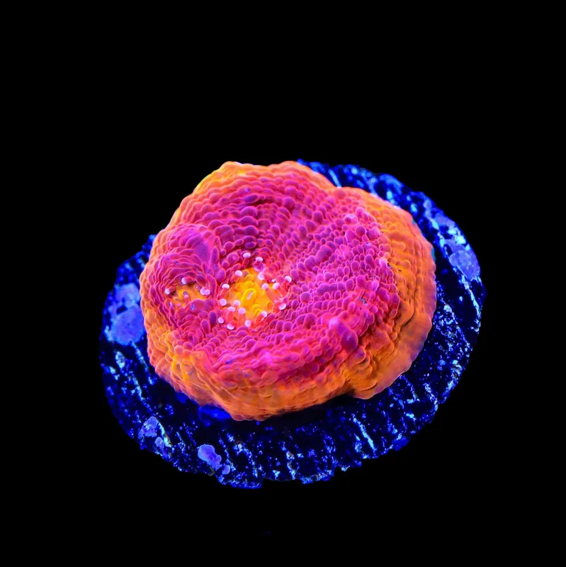 Flame Thrower Chalice Coral - TSA Coral