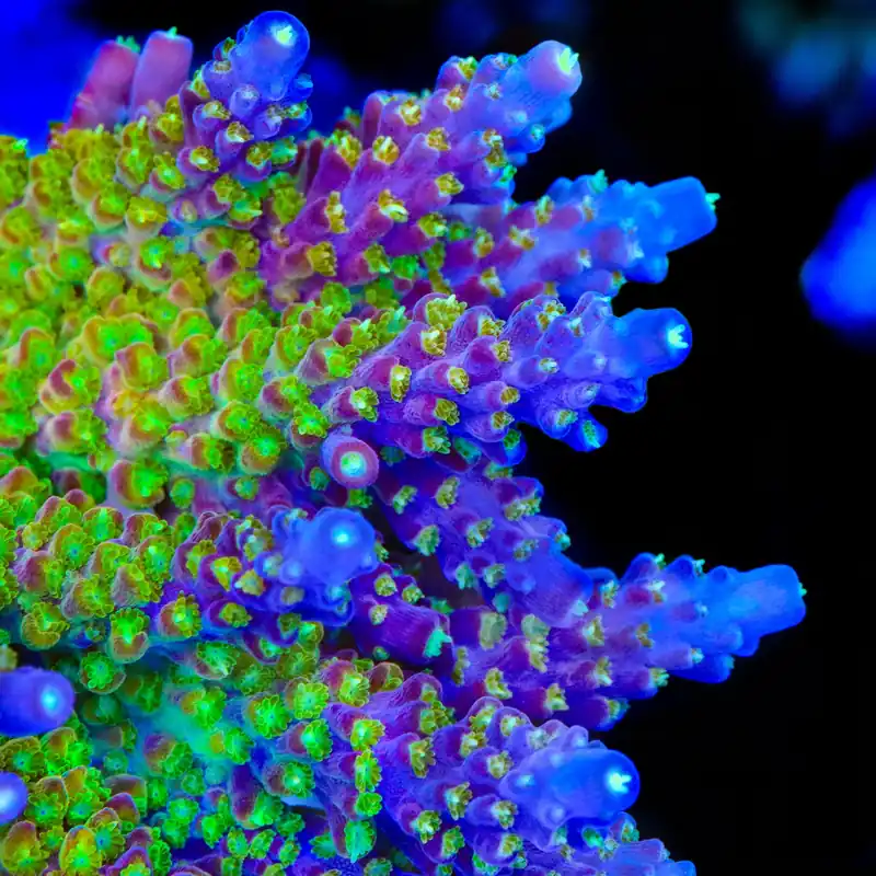 CC Banana Hammock Acropora Coral - TSA Coral