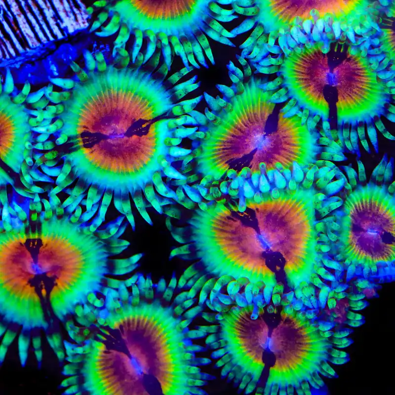 JF Bloodshot Zoanthids Coral - TSA Coral
