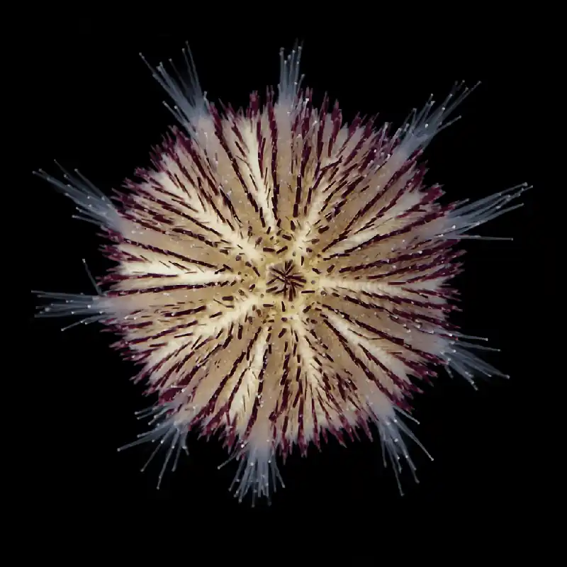 Purple Pin Cushion Urchin - TSA Inverts