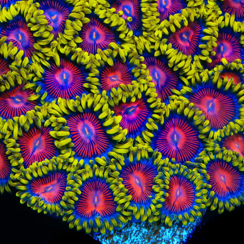 TSA Headrush Zoanthids Coral - TSA Coral