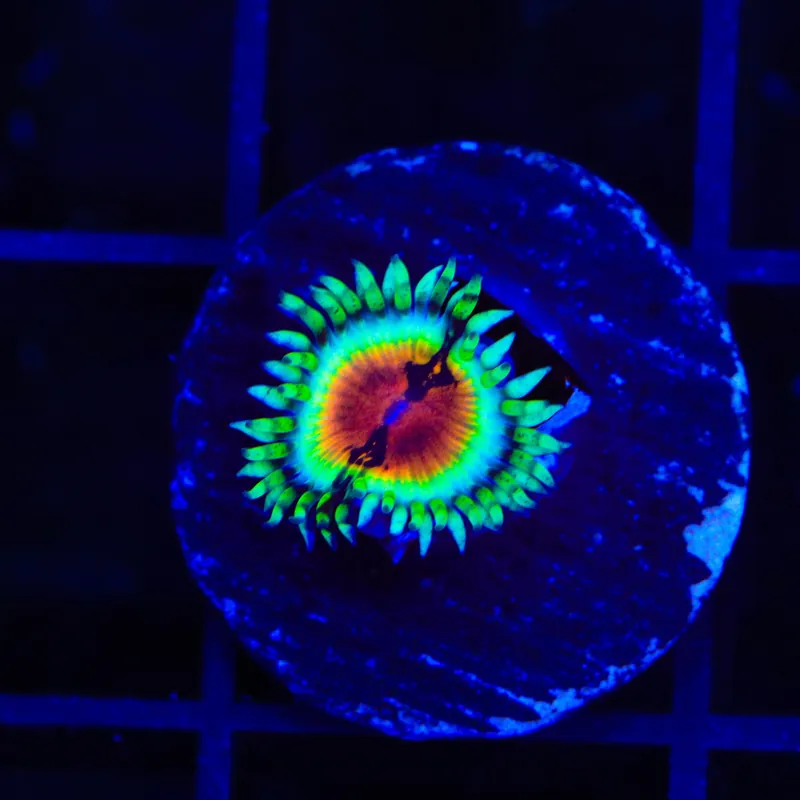 JF Bloodshot Zoanthids Coral - TSA Coral