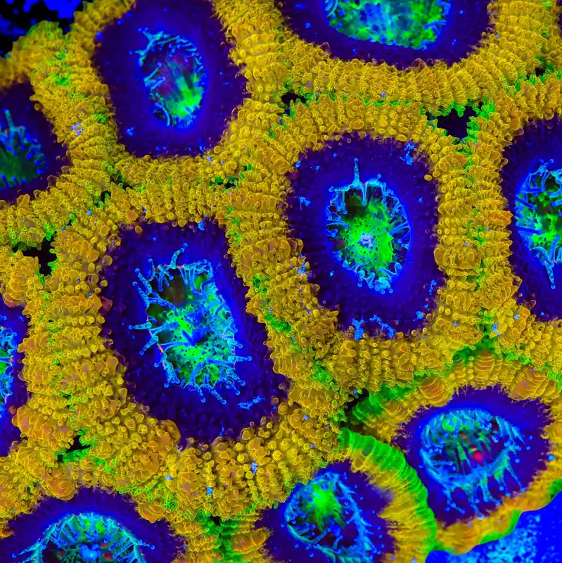 Mardi Gras Acan Coral - TSA Coral