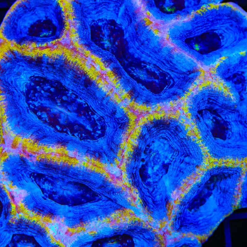 Death Star Bowerbankii Coral - TSA Coral
