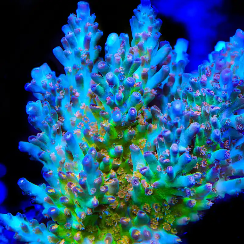 CB Birthday Cake Acropora Coral - TSA Coral