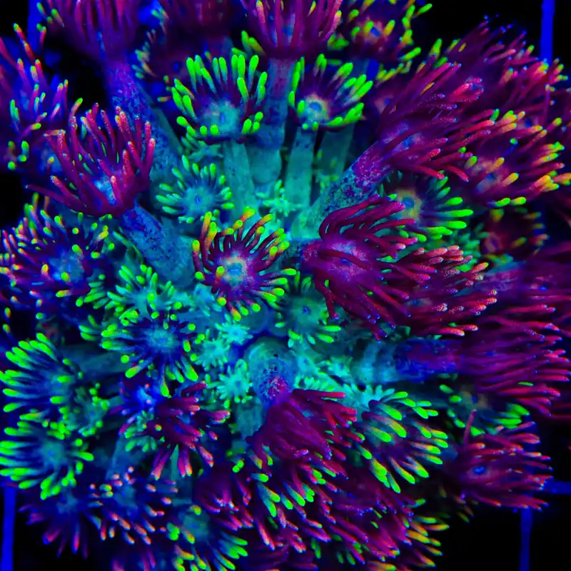 RCA Mamba Goniopora Coral - TSA Coral