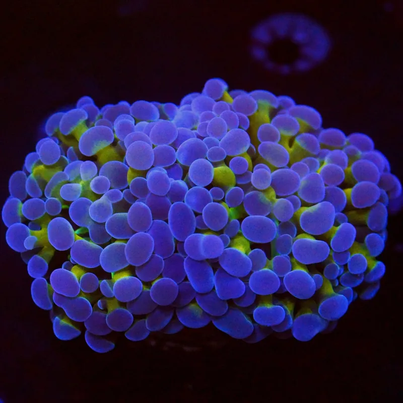 Gold Stem Hammer - Top Shelf Aquatics
