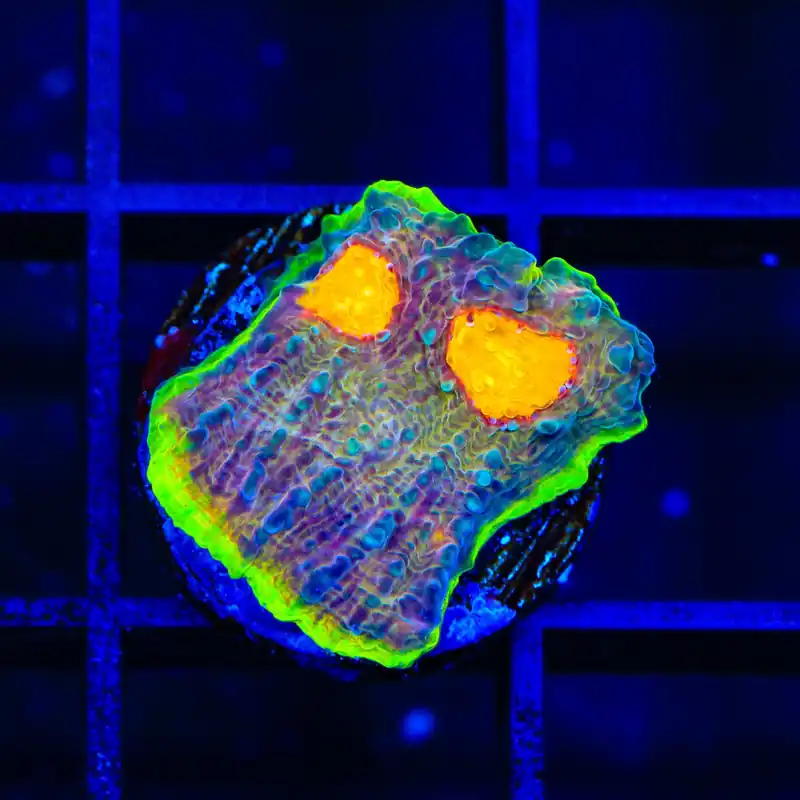 TSA Galaxy Quest Chalice Coral - Top Shelf Aquatics