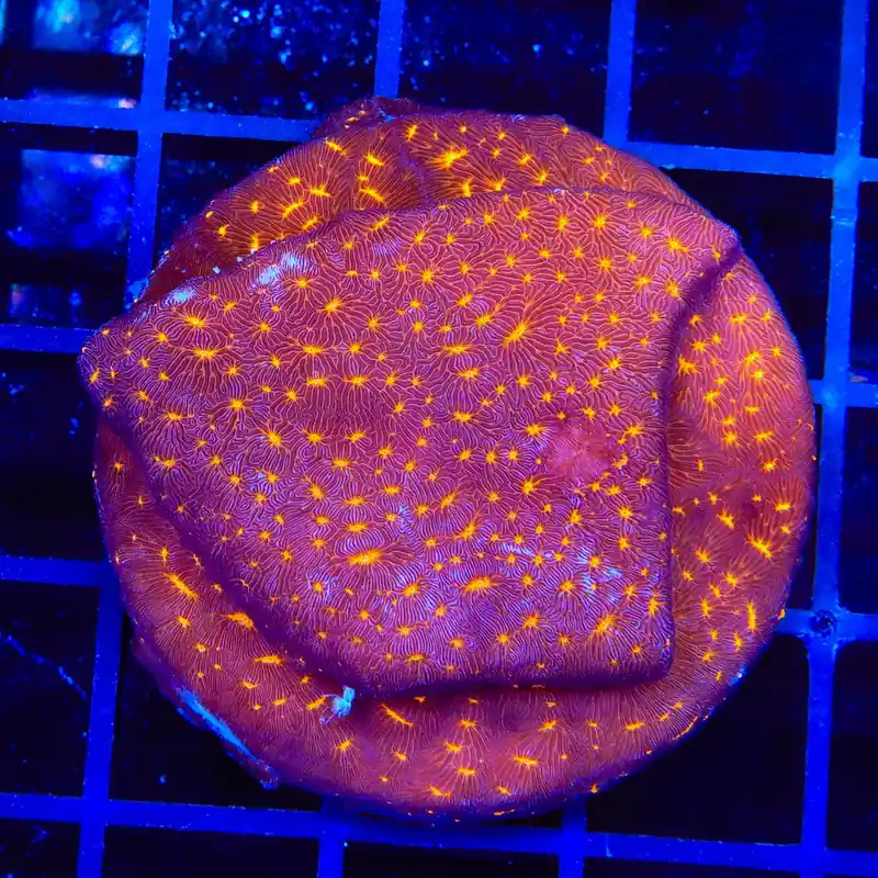 TSA Lava Field Leptoseris XL Frag Coral - Top Shelf Aquatics