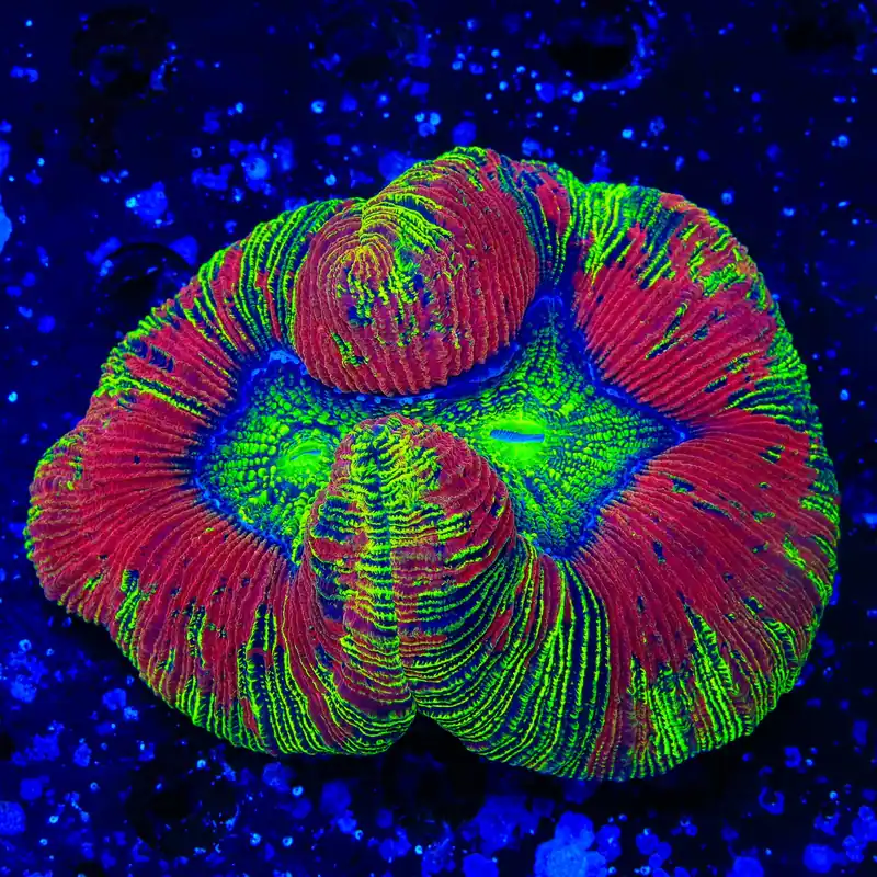 Rainbow Trachyphyllia Coral - Top Shelf Aquatics