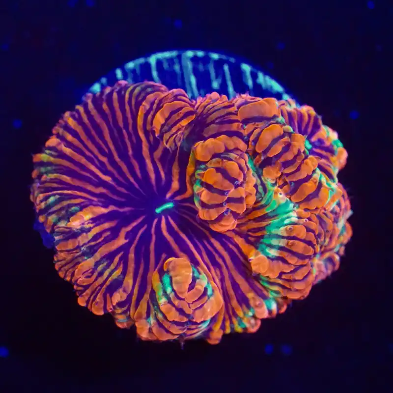 Tiger King Blasto - Top Shelf Aquatics