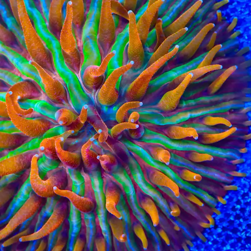 TSA Rainbow Blanka Aquacultured Plate Coral - TSA Coral