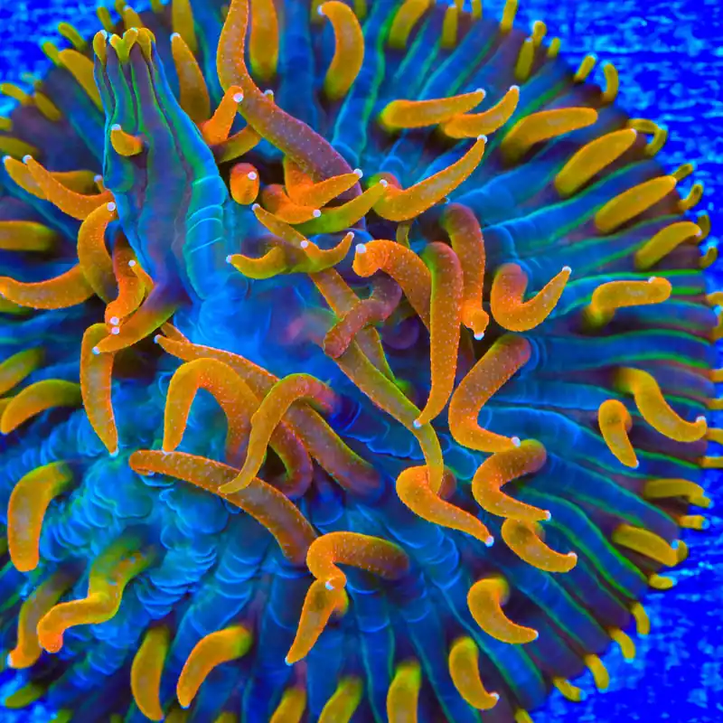 TSA Battletoads Aquacultured Plate Coral - TSA Coral