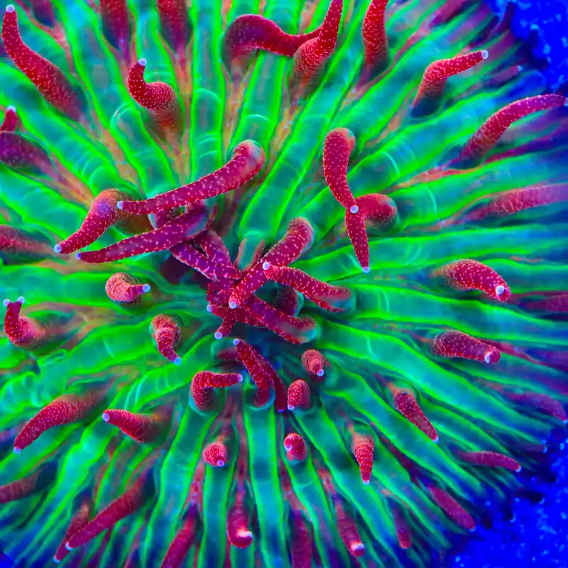 TSA Strawberry Ice Aquacultured Plate Coral - TSA Coral
