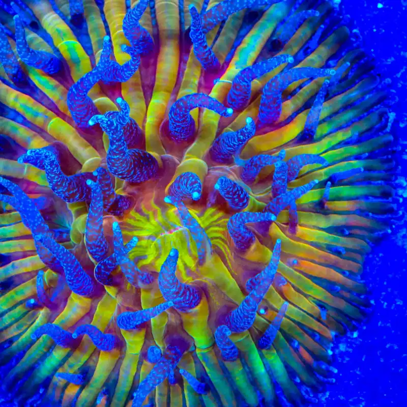TSA Frosted Sun Aquacultured Plate Coral - TSA Coral