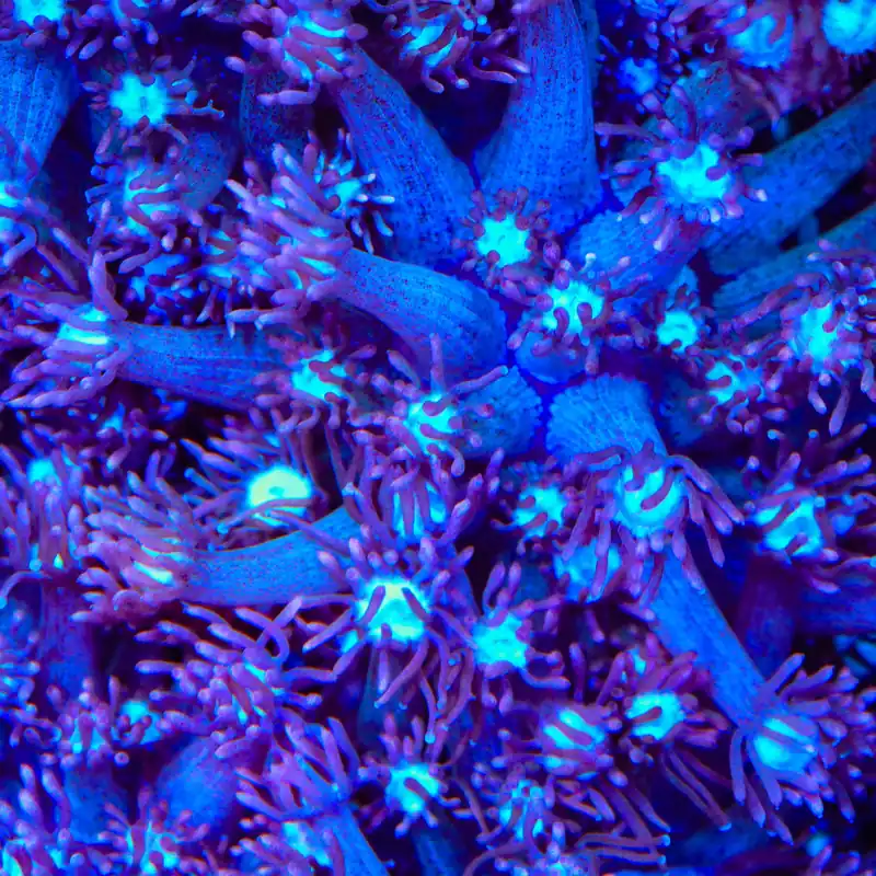 TSA Hot Flash Goniopora Coral - TSA Coral