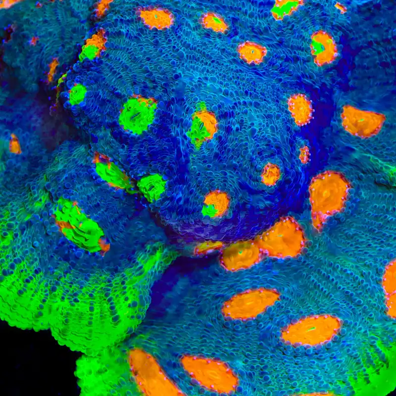 JF My Miami Chalice Coral - TSA Coral