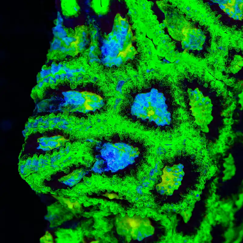 All Star Favia Coral - TSA Coral