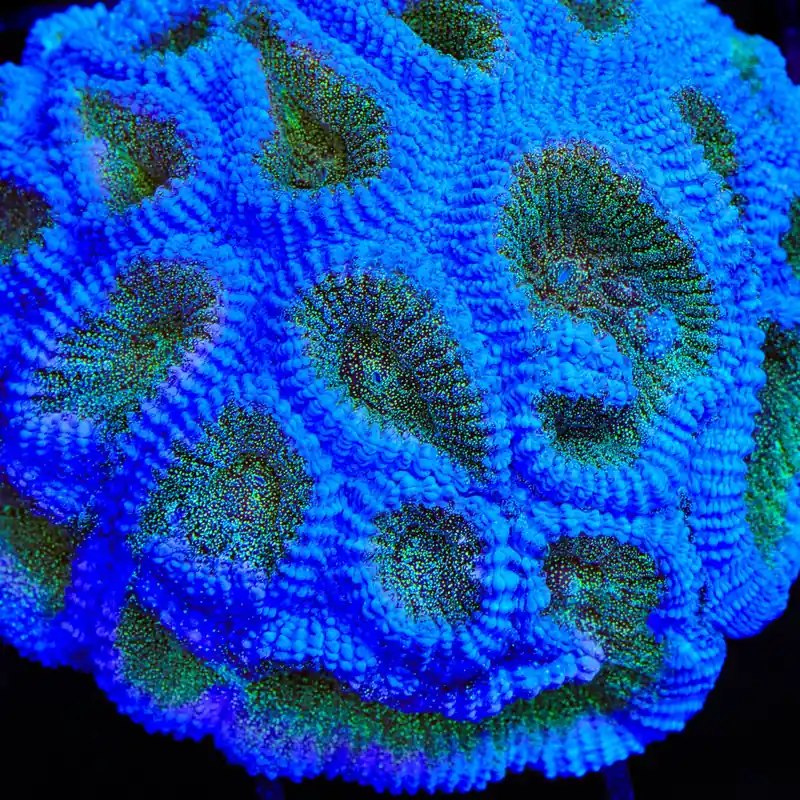 TSA Twinkle Toes Favia Coral - TSA Coral