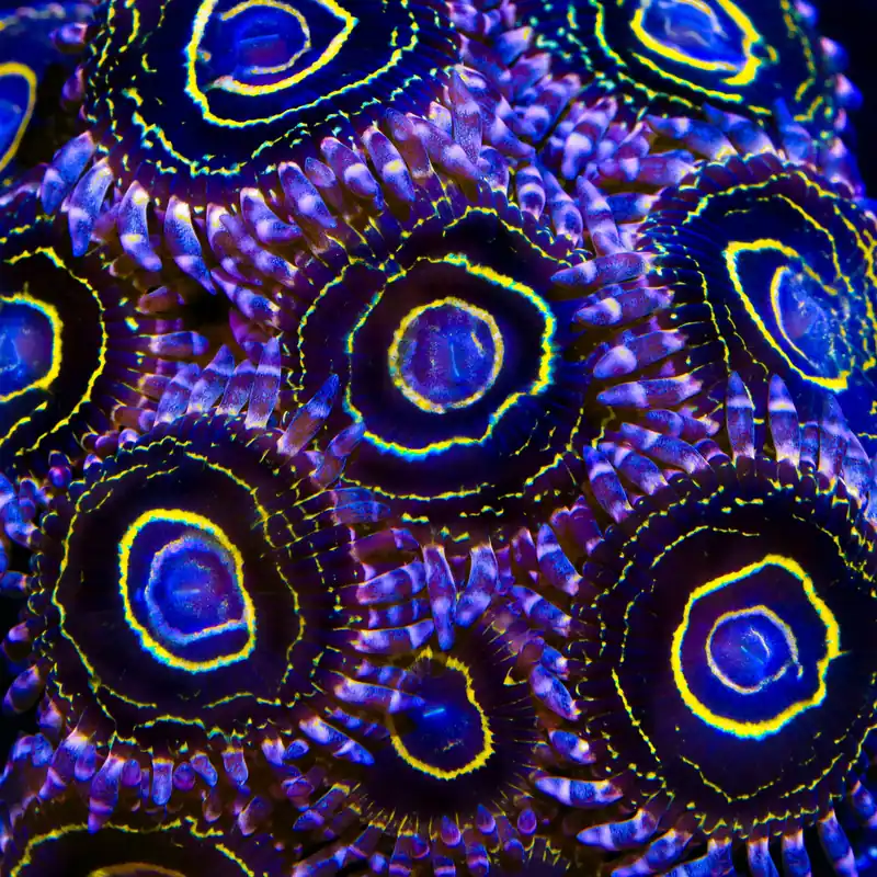 Stratosphere Zoanthids Coral - TSA Coral