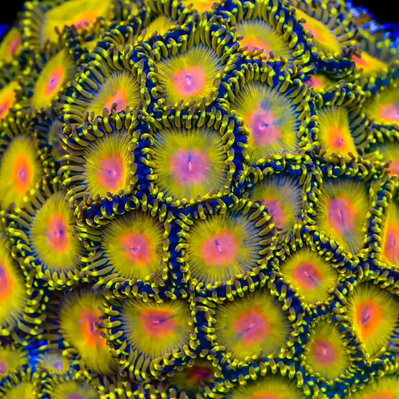 Golden Gods Zoanthids Coral - TSA Coral