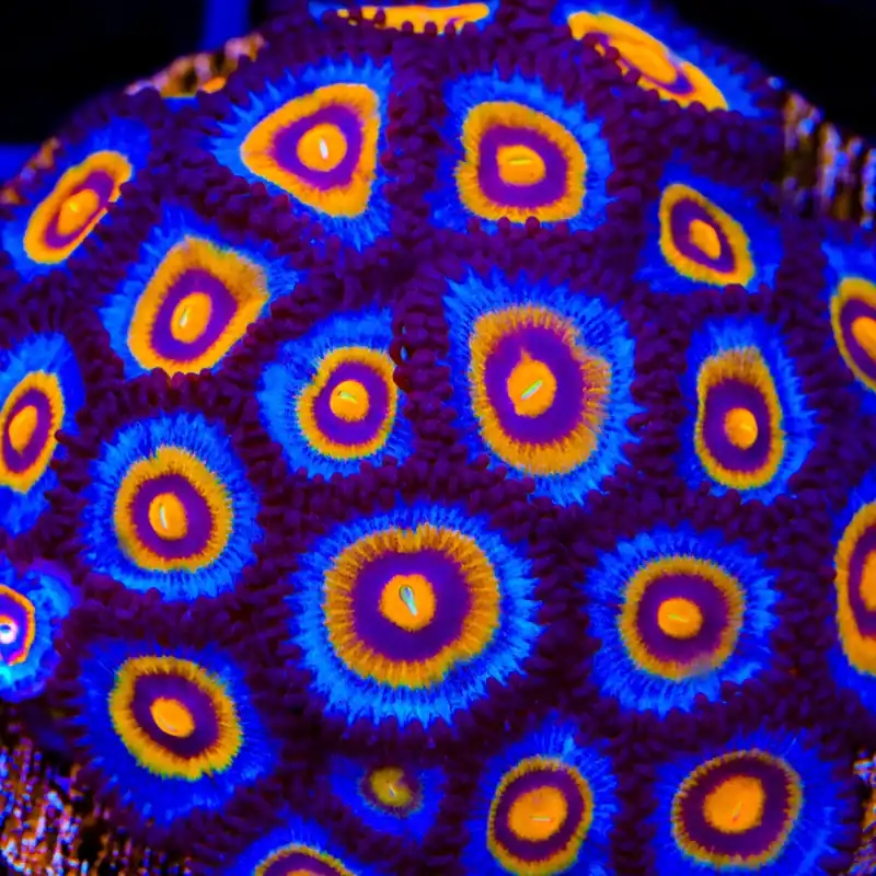 Wolverine Zoanthids Coral - TSA Coral