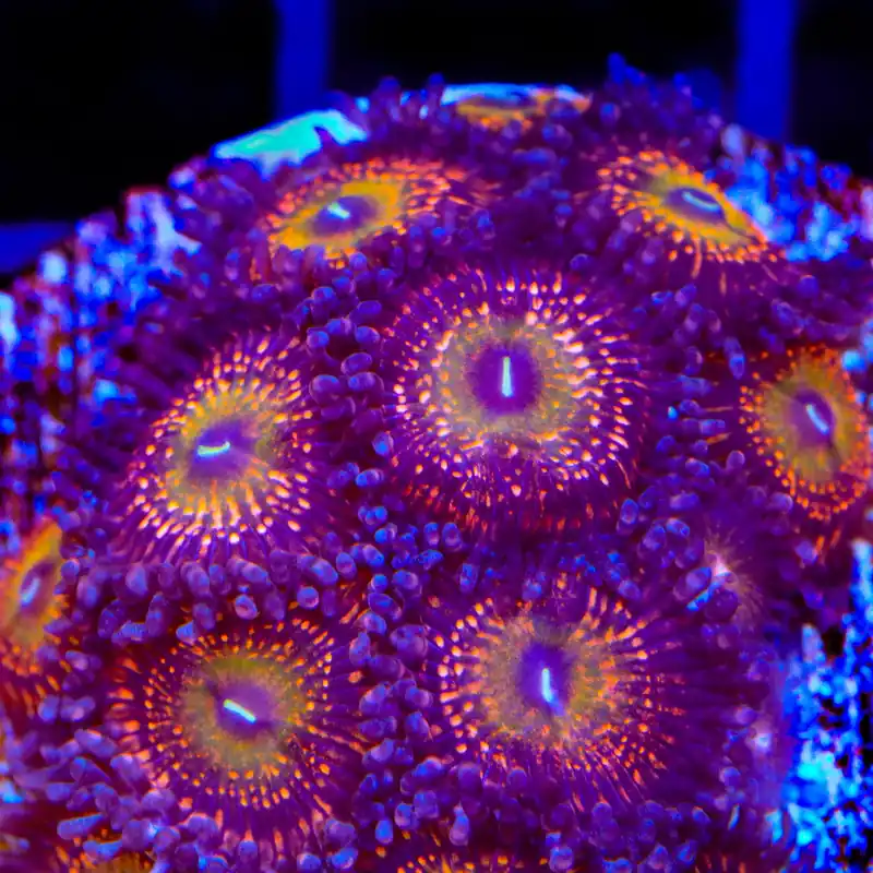 Krak God Zoanthids Coral - TSA Coral