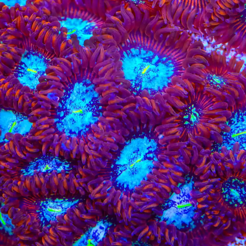 TSA Acid Bath Zoanthids Coral - TSA Coral