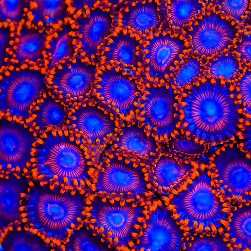 Twizzler Zoanthids Coral - TSA Coral