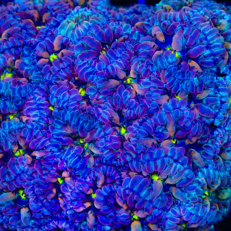 TSA Bouncing Betty Merletti Blastomussa Coral - TSA Coral