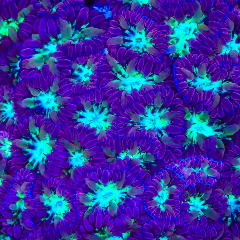 TSA Monsters Inc Merletti Blastomussa Coral - TSA Coral