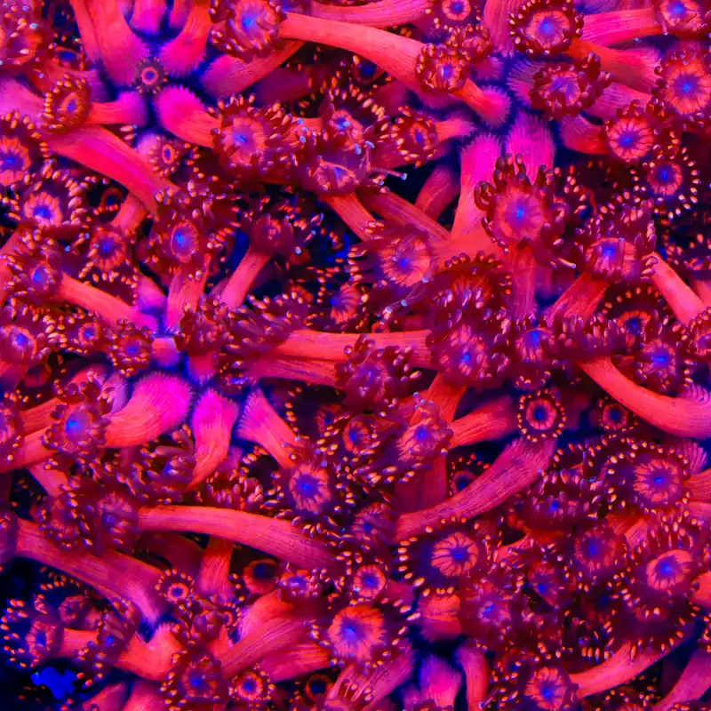 TSA Blood Red Goniopora Coral - TSA Coral