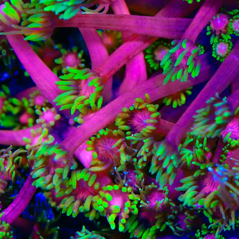 TSA Strawberries on Fire Goniopora Coral - TSA Coral
