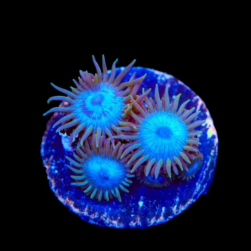 Lich King Zoanthids Coral - TSA Coral