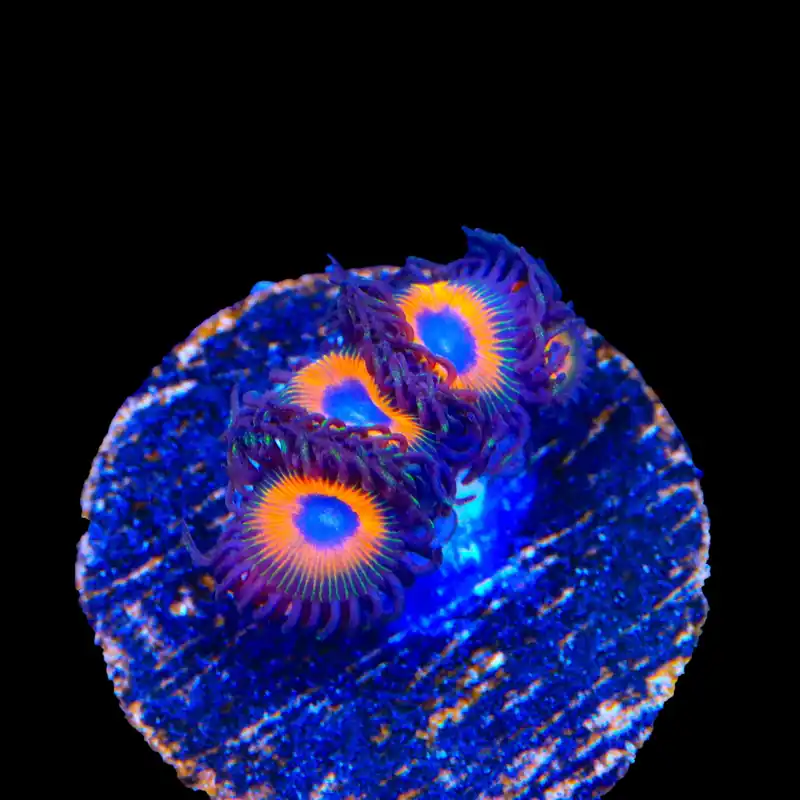 Johnny Pumpkin Seed Zoanthids Coral - TSA Coral
