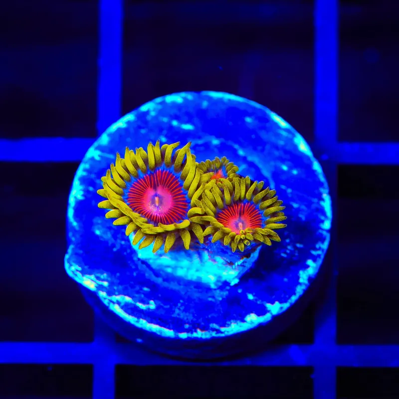 TSA Headrush Zoanthids Coral - TSA Coral