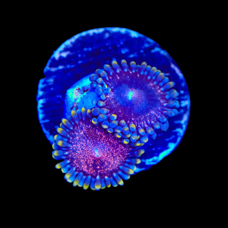 Space Monster Zoanthids Coral - TSA Coral