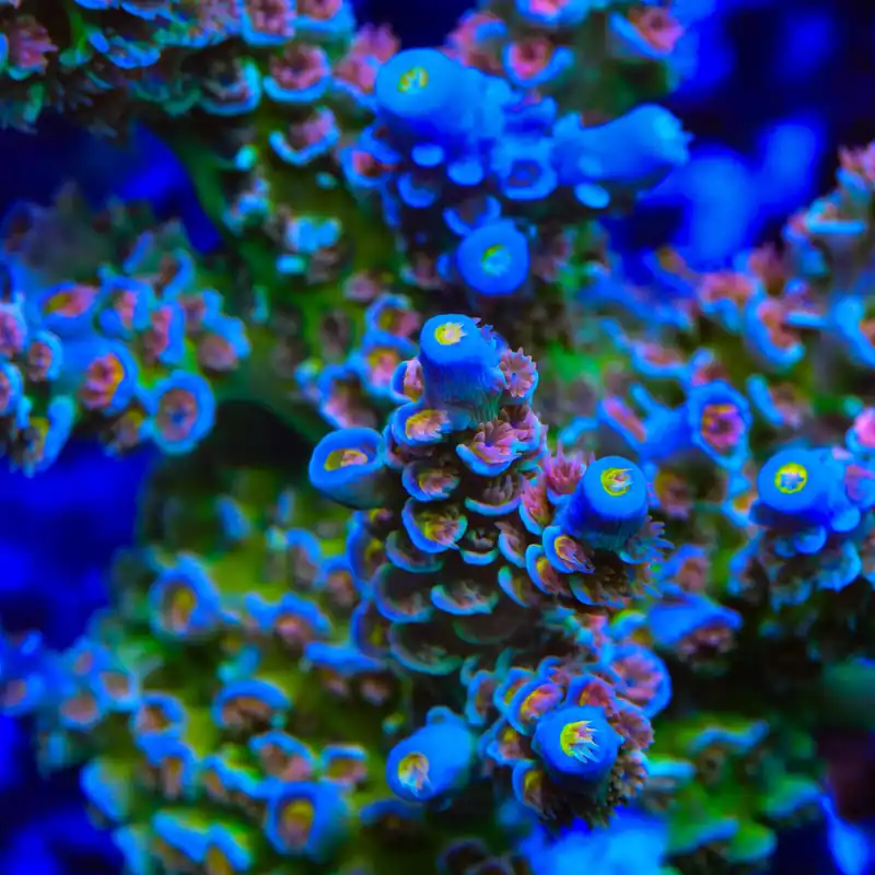 CRT Golden Eye Acropora Coral - TSA Coral