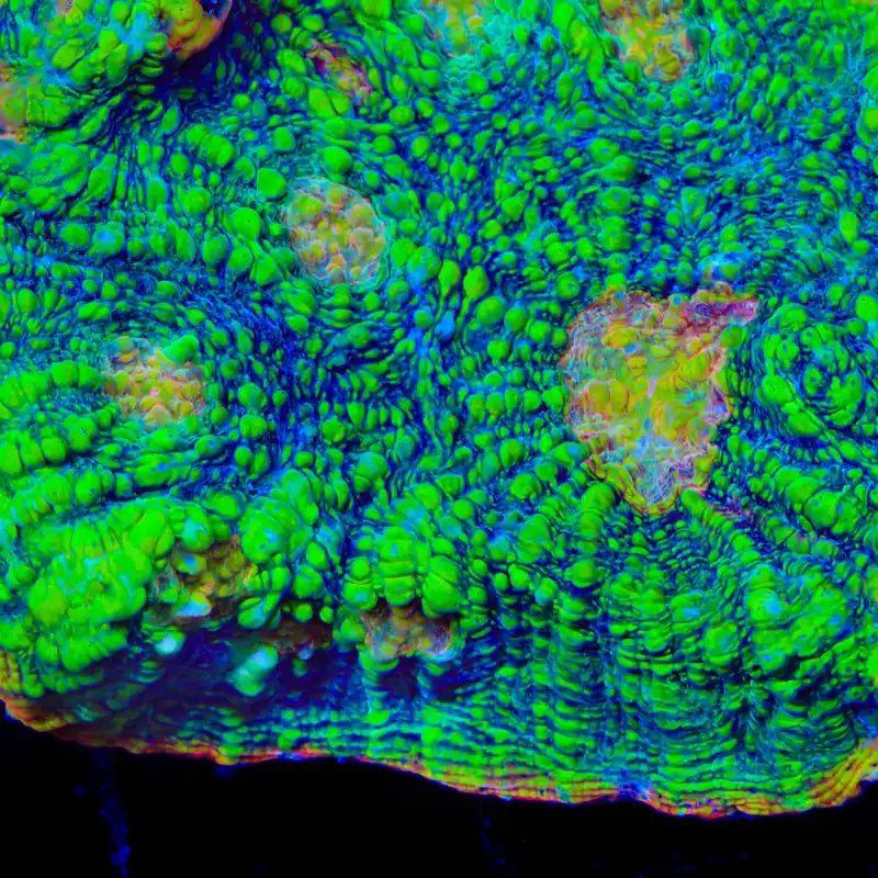 TSA Crocodile Smile Chalice Coral - TSA Coral