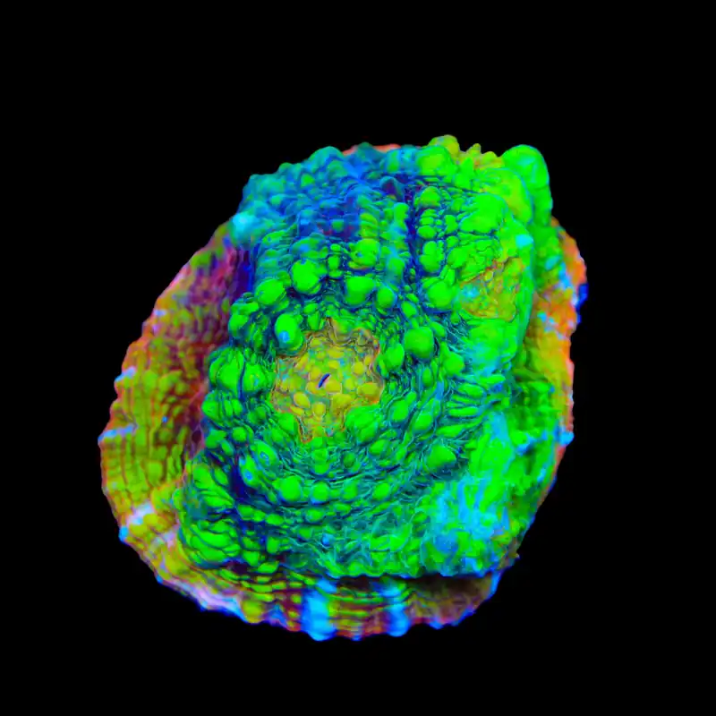 TSA Crocodile Smile Chalice Coral - TSA Coral