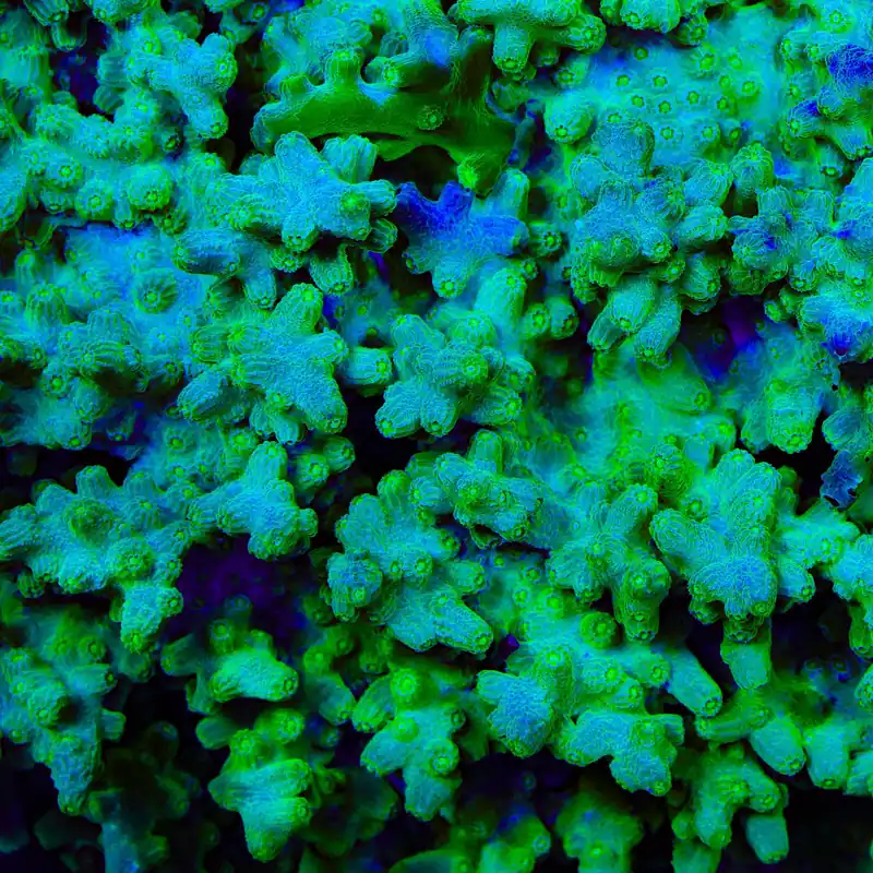 Green Branching Cyphastrea Coral - TSA Coral