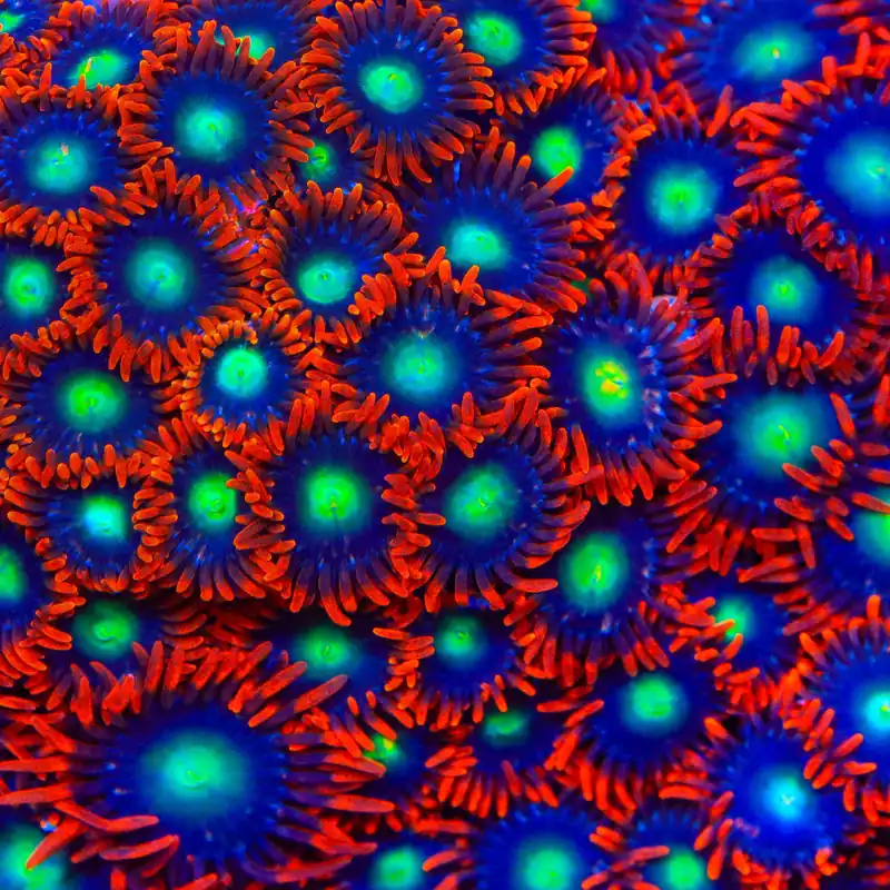 Star Foxx Zoanthids Coral - TSA Coral