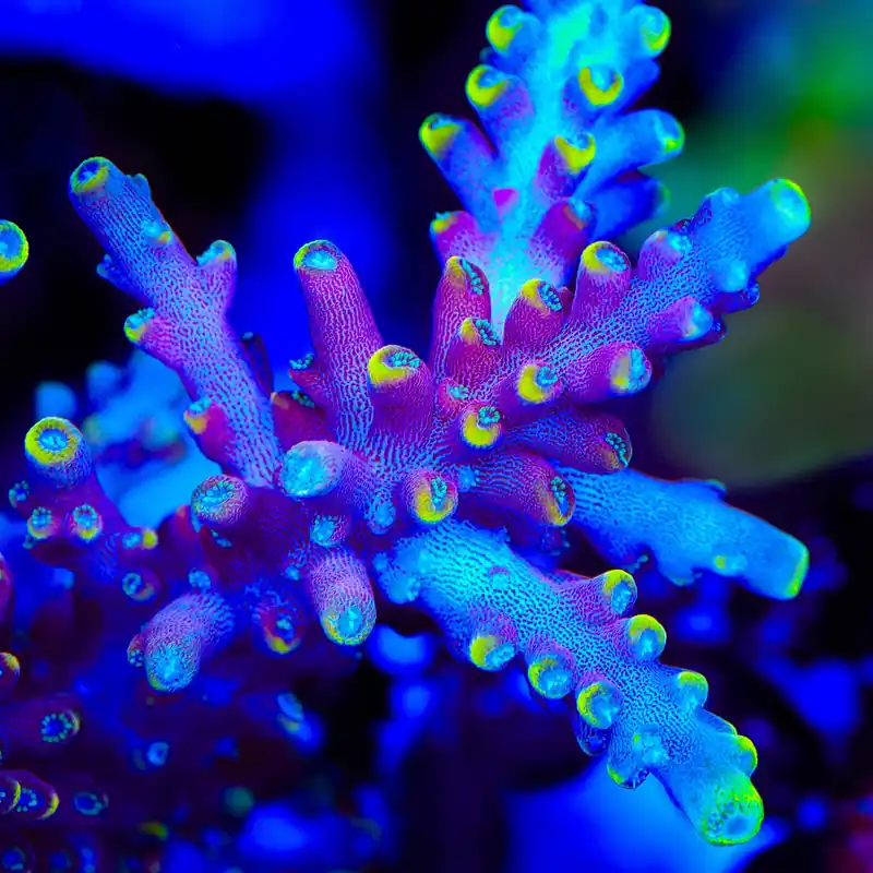 Kobe Bean Acropora Coral - TSA Coral