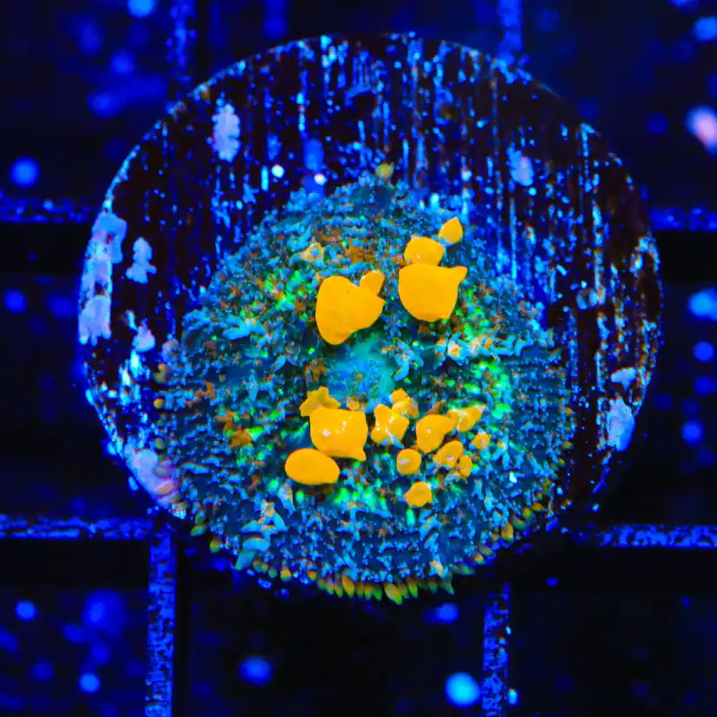 JF Sunkist Bounce Mushroom Coral - Top Shelf Aquatics