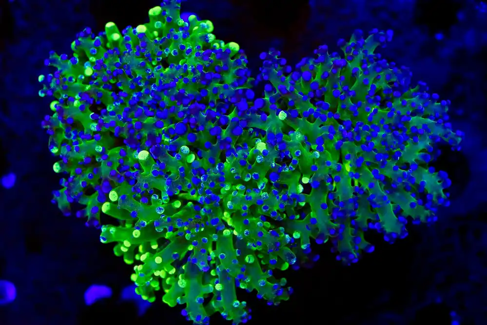 Ultra Frogspawn Triple - Top Shelf Aquatics