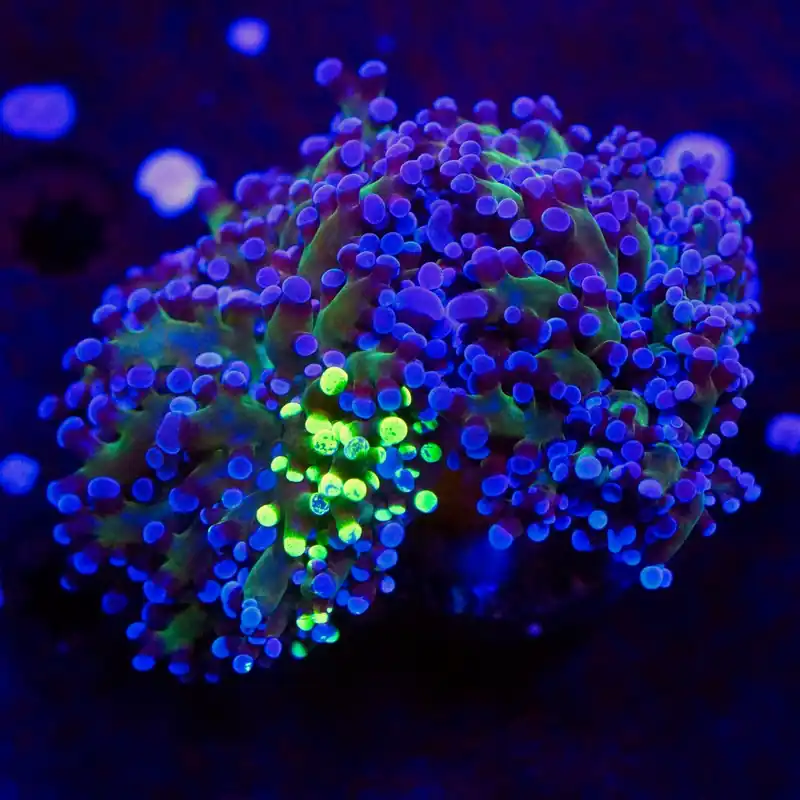 Ultra Frogspawn Double - Top Shelf Aquatics