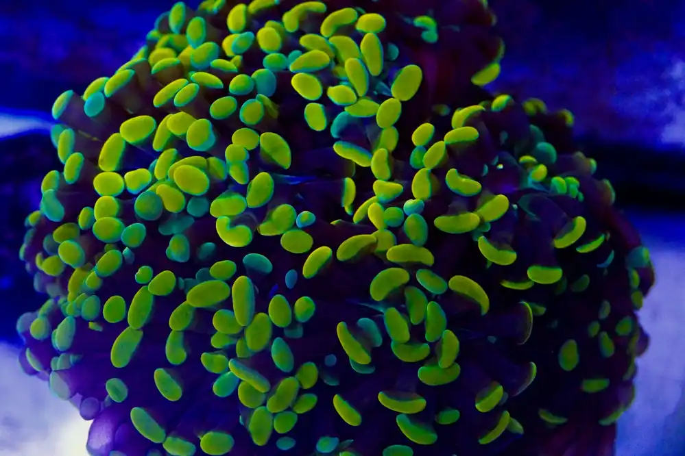 10 Head Rainbow Hammer Colony - Top Shelf Aquatics